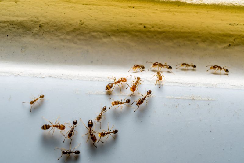 Ant Control Service
