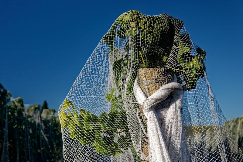 Bird Netting Service