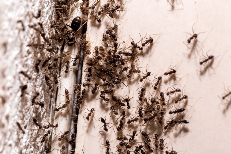 Black Ant Extermination