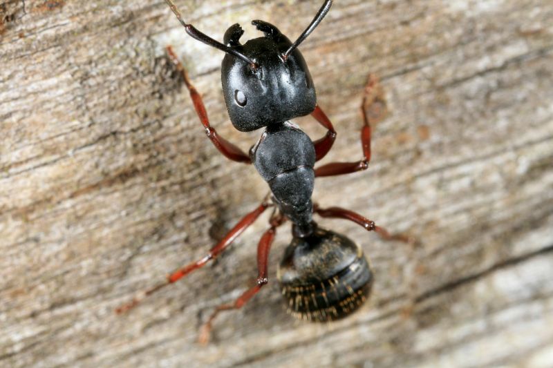 Black Ant Extermination