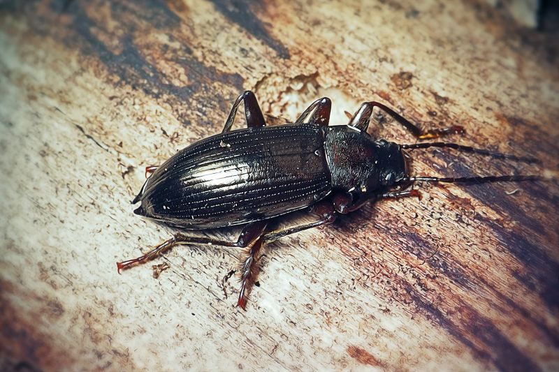 Bug Extermination Service