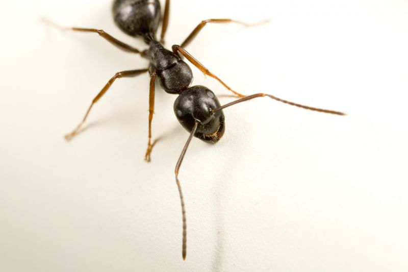 Carpenter Ant Extermination
