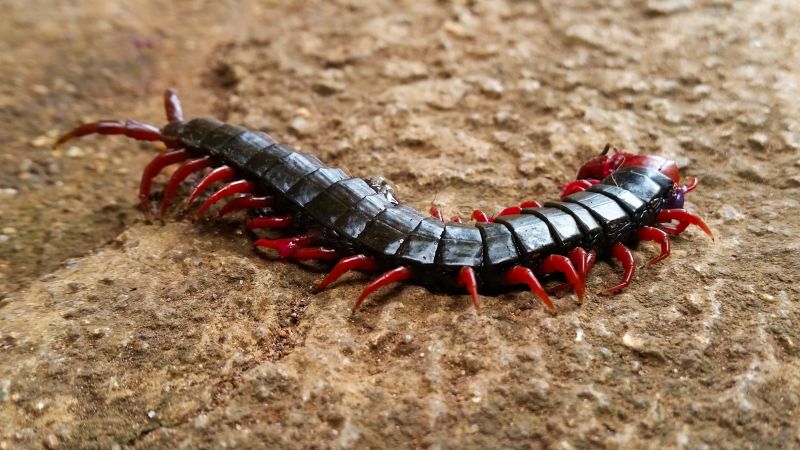 Centipede Extermination