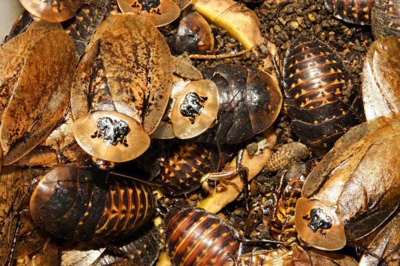 Common Areas Roaches Hide