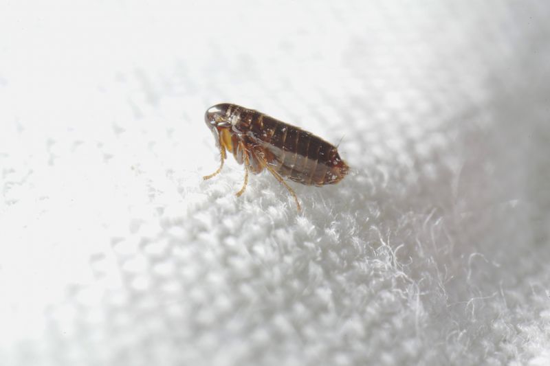 Flea Extermination