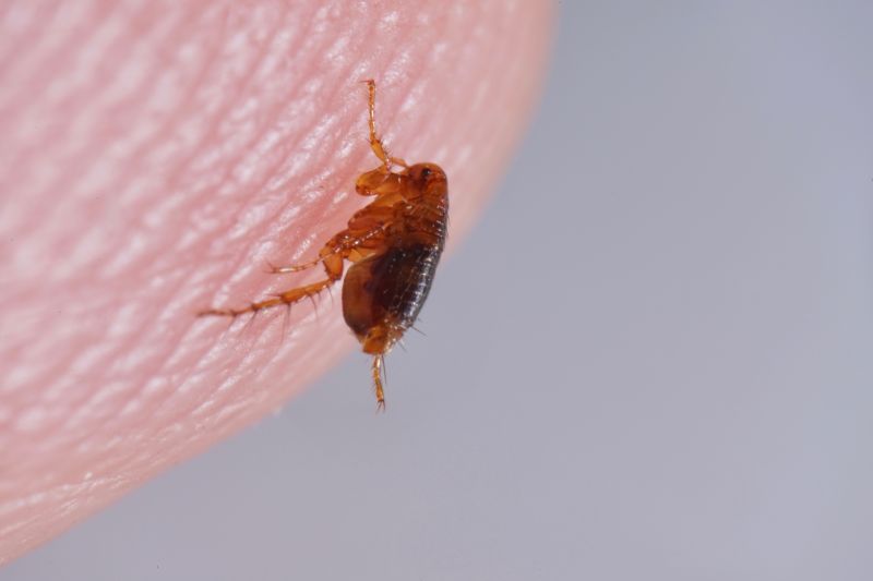 Flea Fumigation