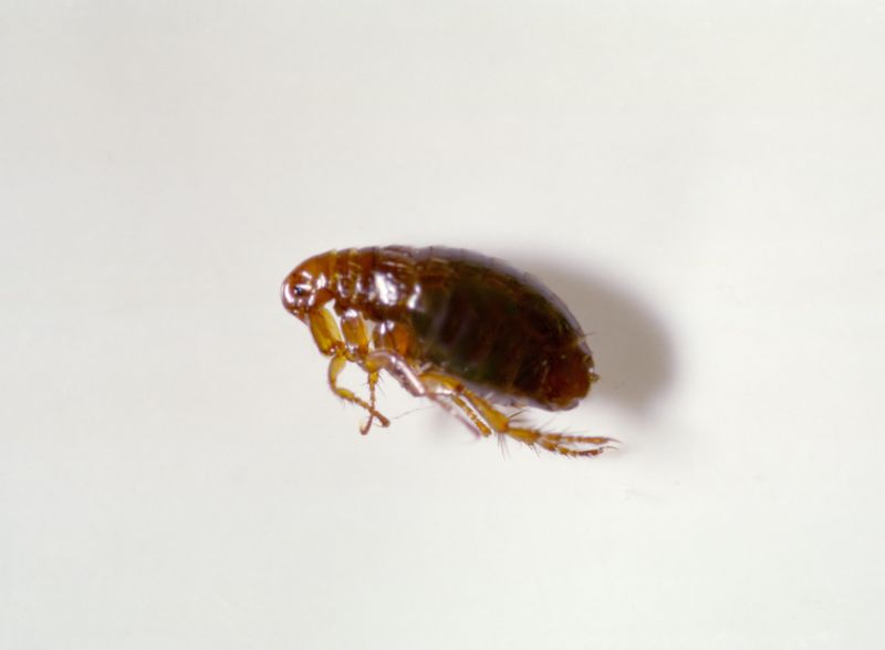 Flea Fumigation