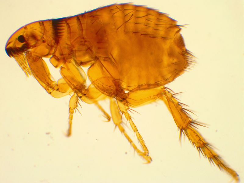 Flea Fumigation