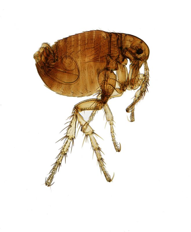 Flea Fumigation