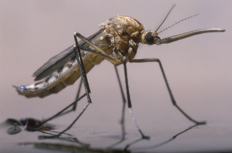 Fly And Mosquito Control Strategies