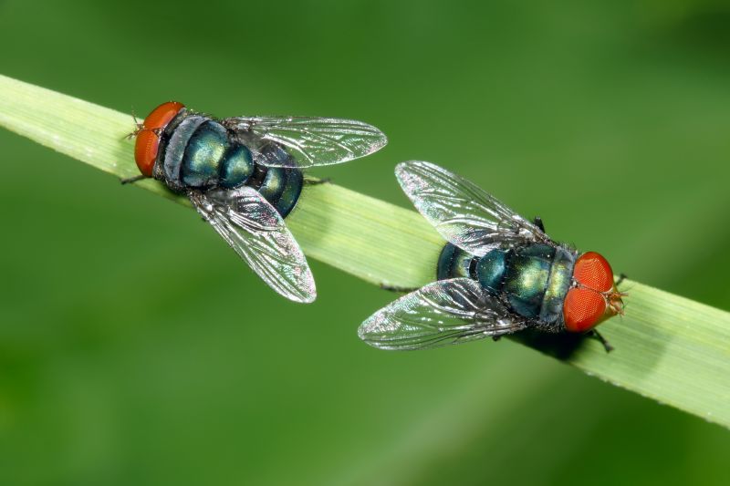 Fly Control Service
