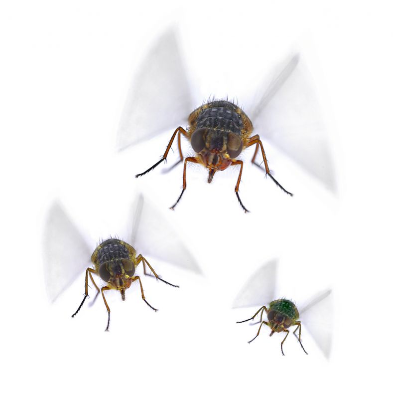 Fly Control Service