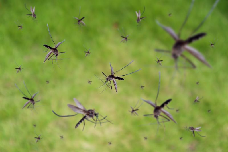 Fly Control Service