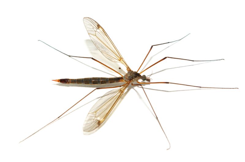 Fly Extermination