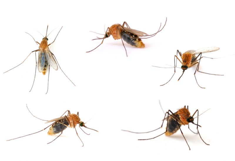 Fly Extermination