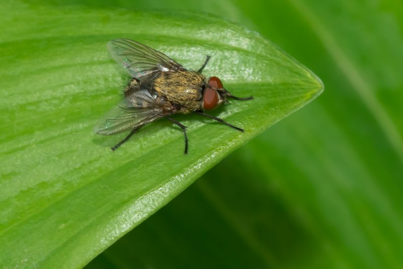 Fly Infestation Extermination