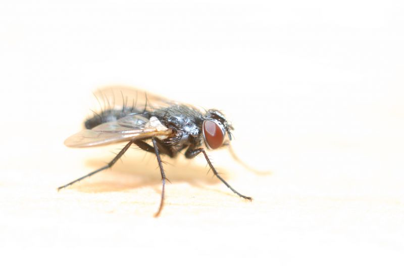 Fly Infestation Extermination