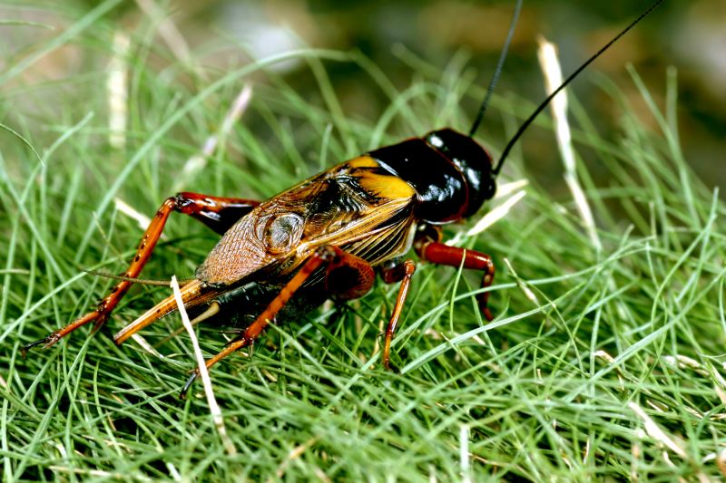 How Professional Cricket Pest Control Works