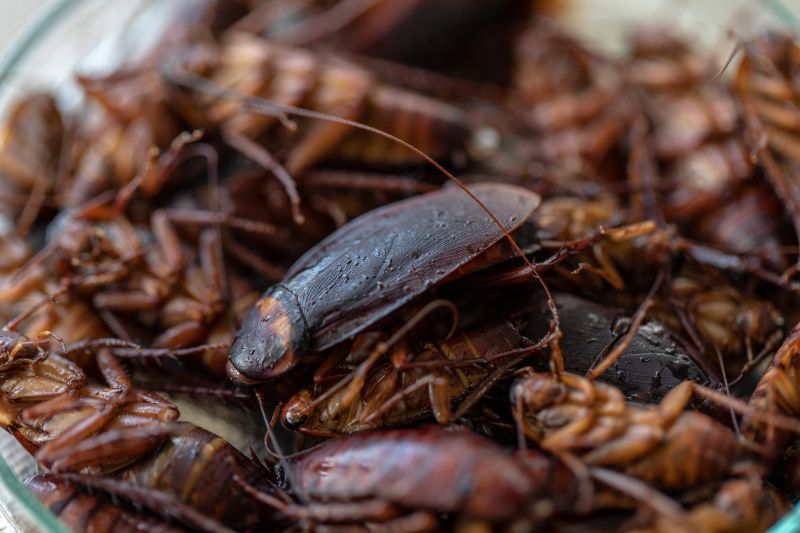 How Roaches Enter Buildings And Spread Quickly