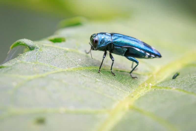 Insect Extermination Service