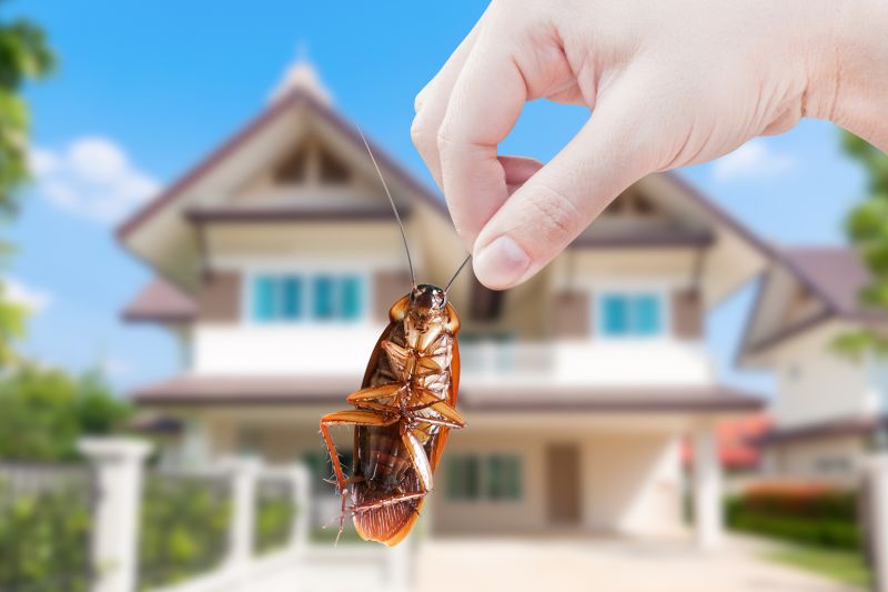 Insect Extermination Service