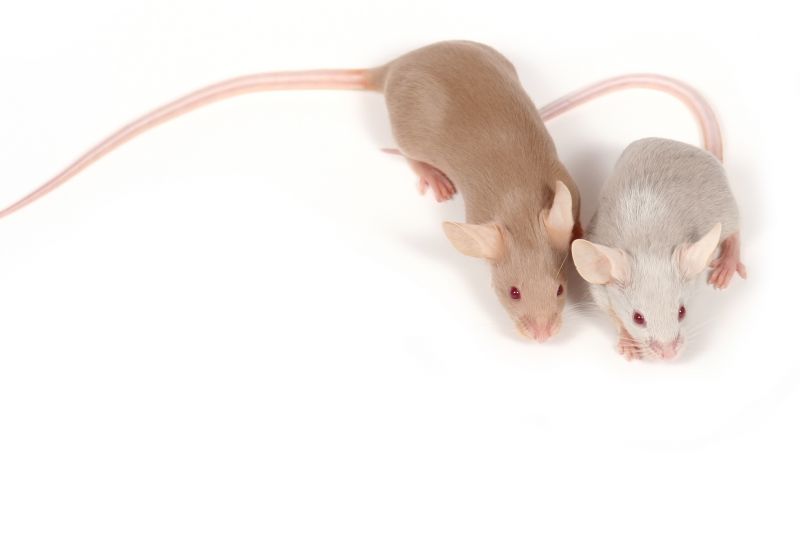 Mice Extermination Service