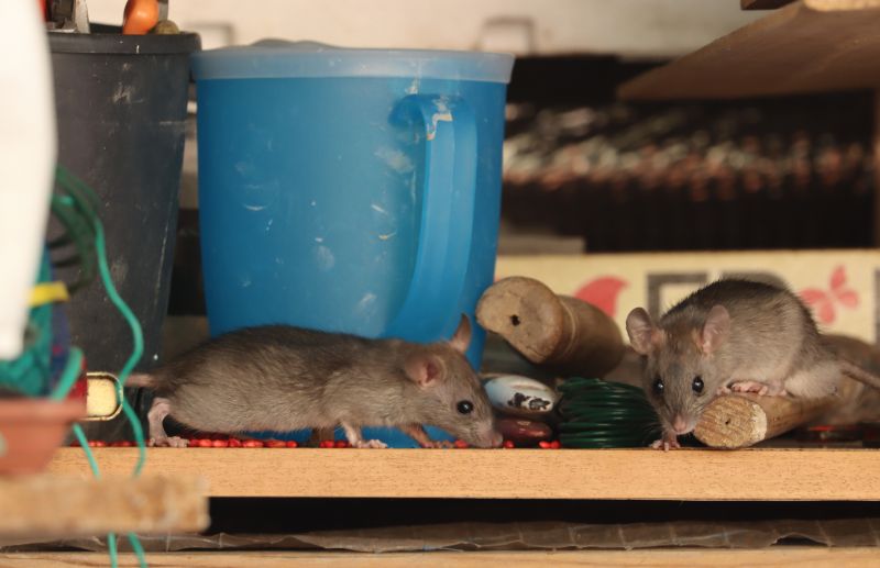 Mice Extermination Service