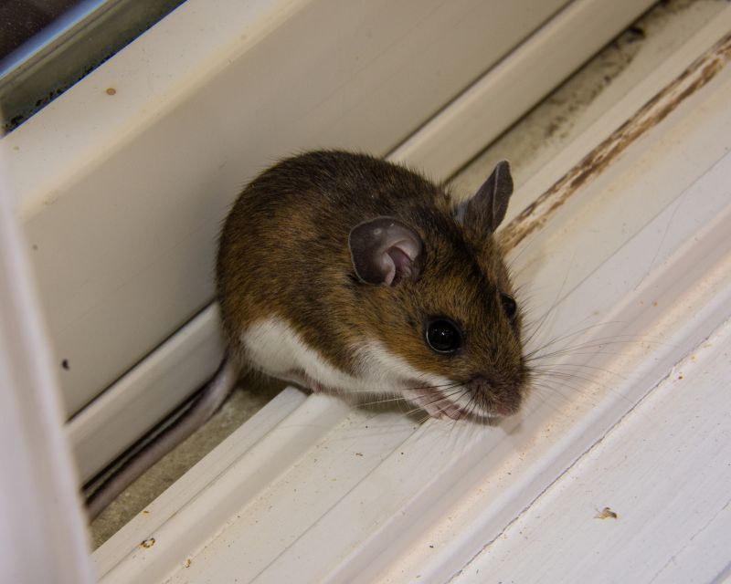 Mice Extermination Service