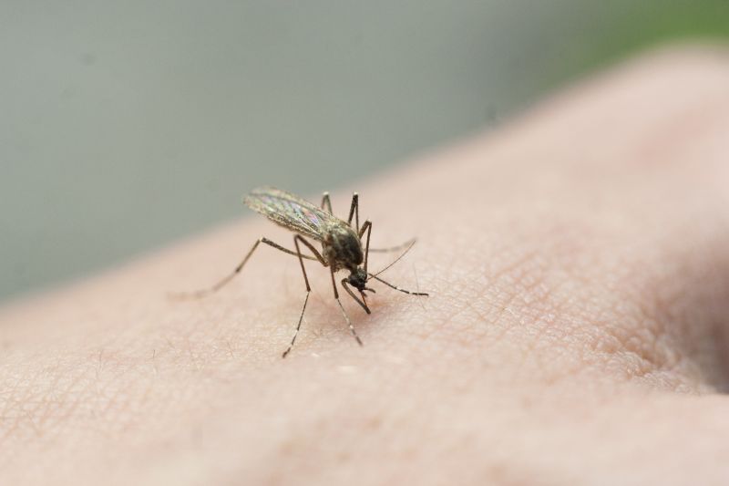 Mosquito Control Service