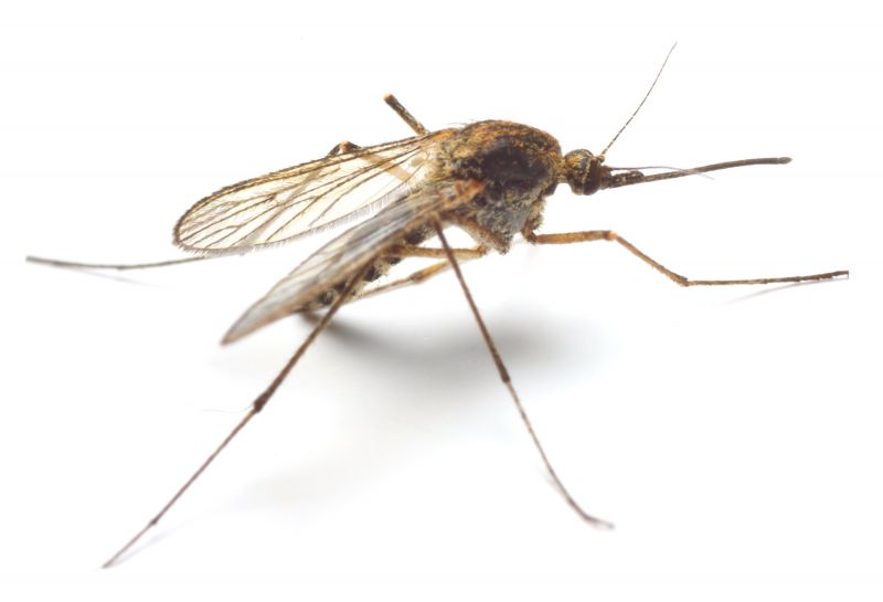 Mosquito Control Service