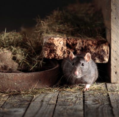 Rat Trapping Service