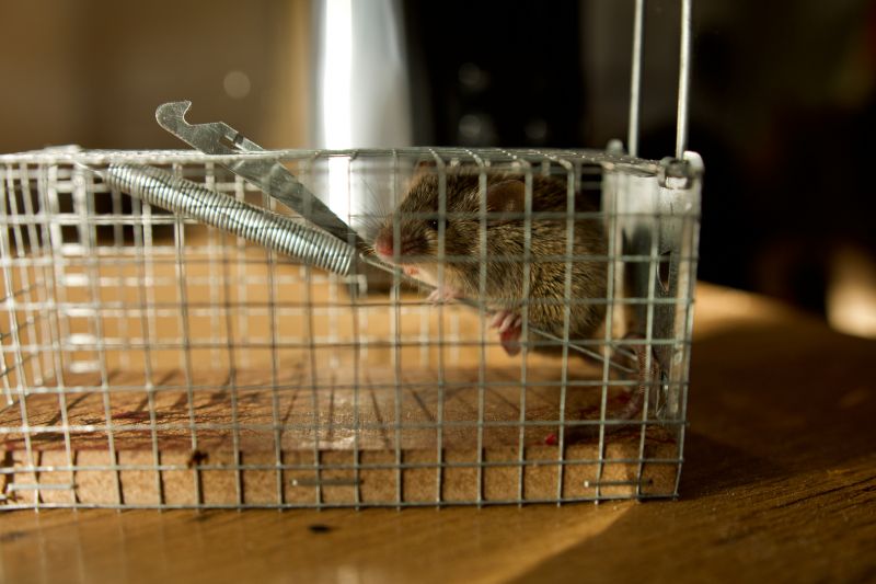 Rats Extermination