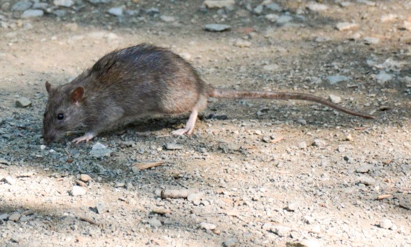 Rats Extermination