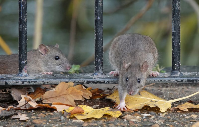 Rats Extermination