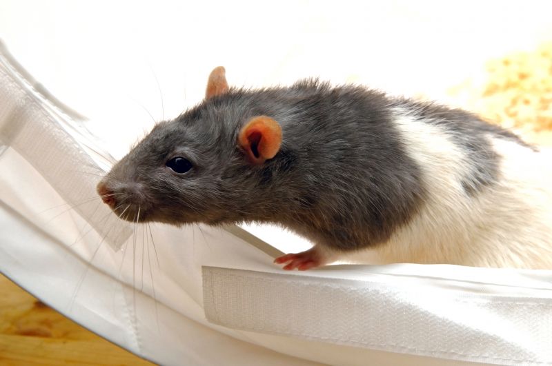 Rats Extermination