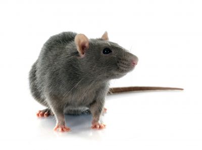 Rats Extermination
