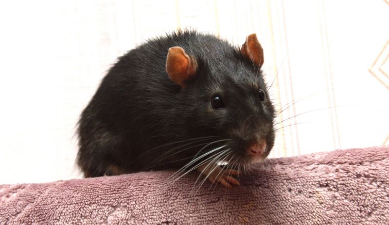 Rats Extermination