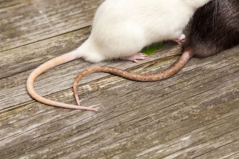Rats Removal