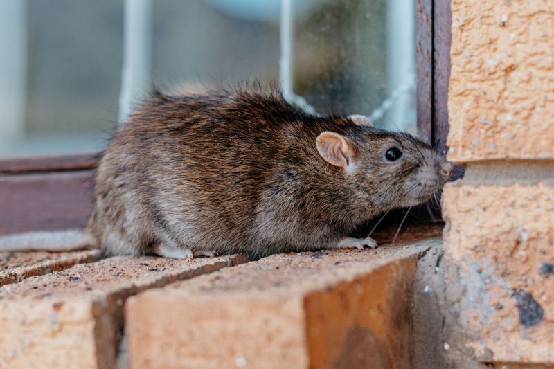 Rats Removal