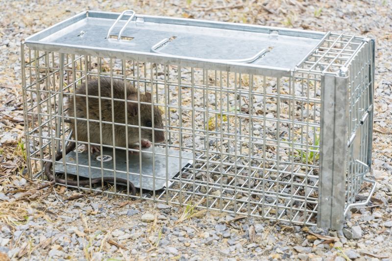 Rats Removal