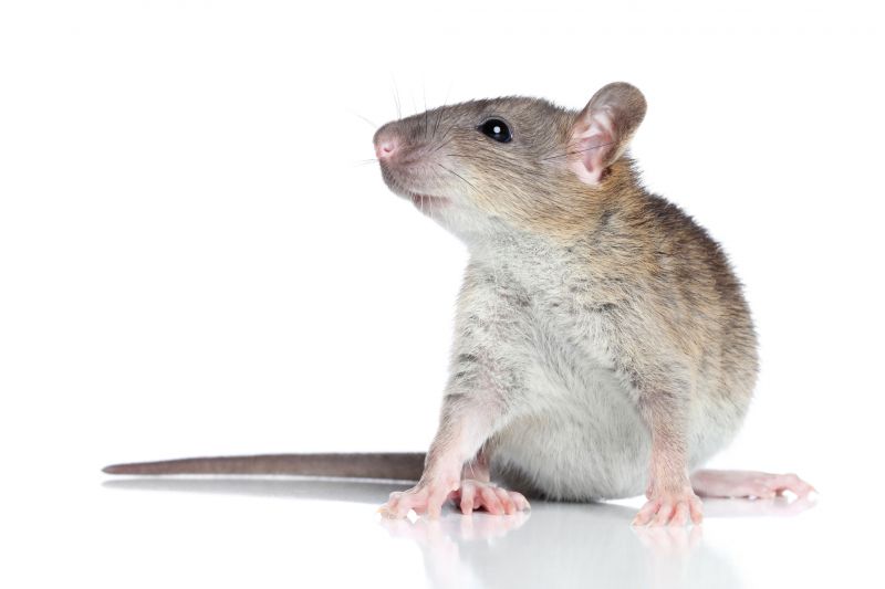 Rats Removal