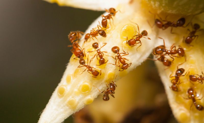 Red Ant Extermination