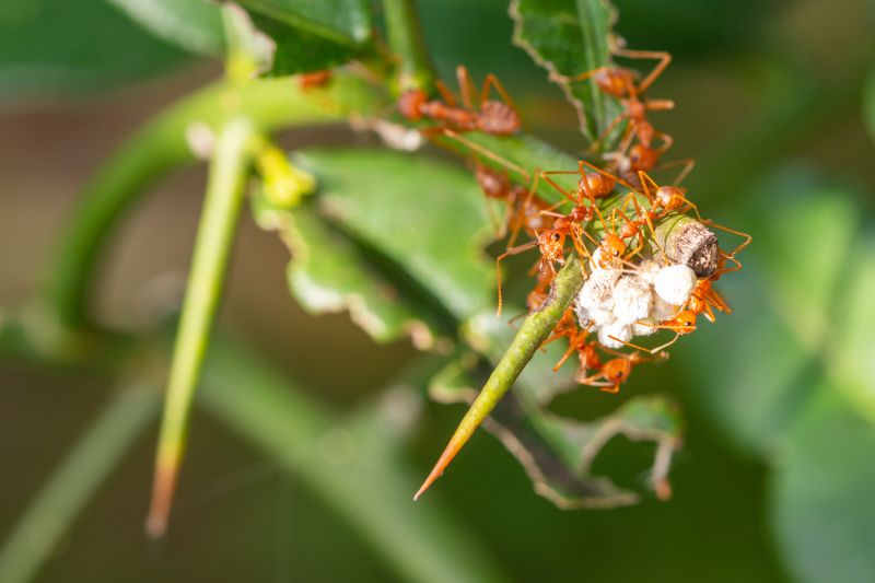 Red Ant Extermination