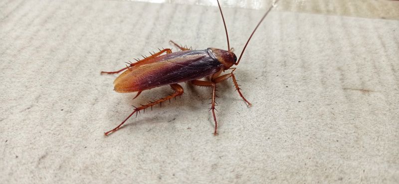Roach Infestation Treatment