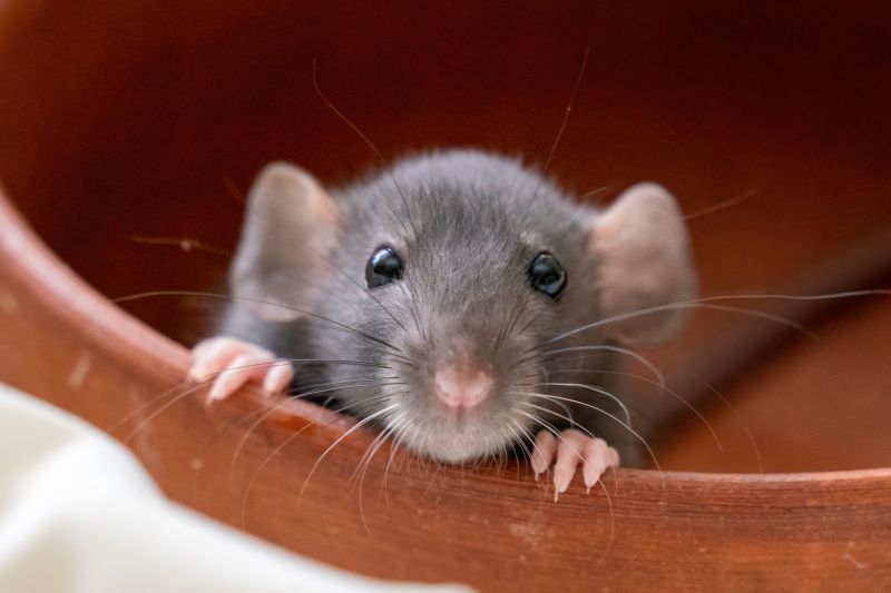 Rodent Control Service