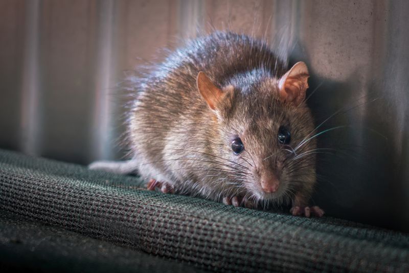 Rodent Extermination Service