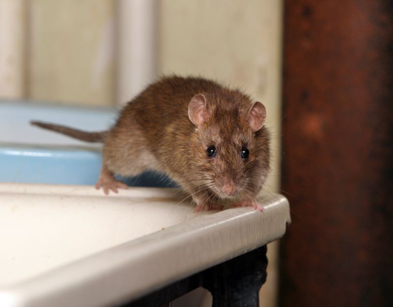 Rodent Extermination Service
