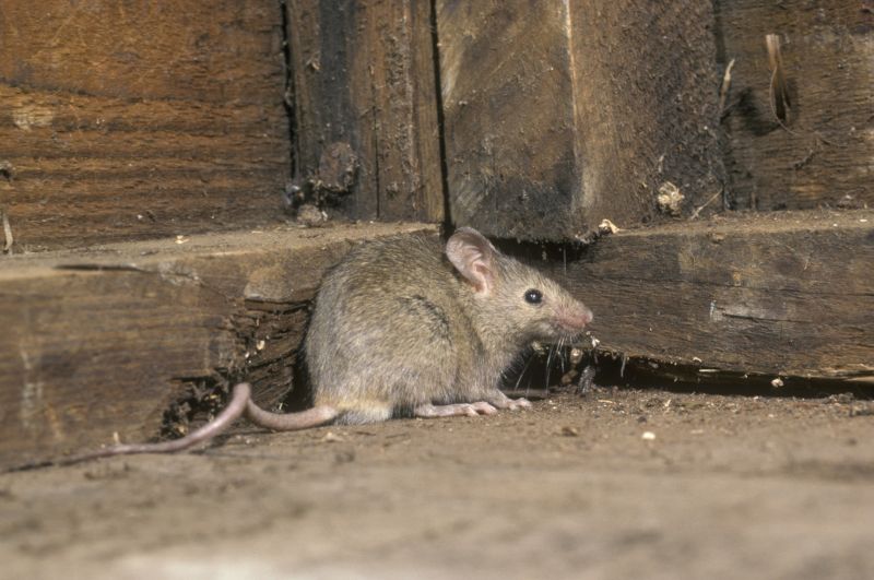 Rodent Extermination Service