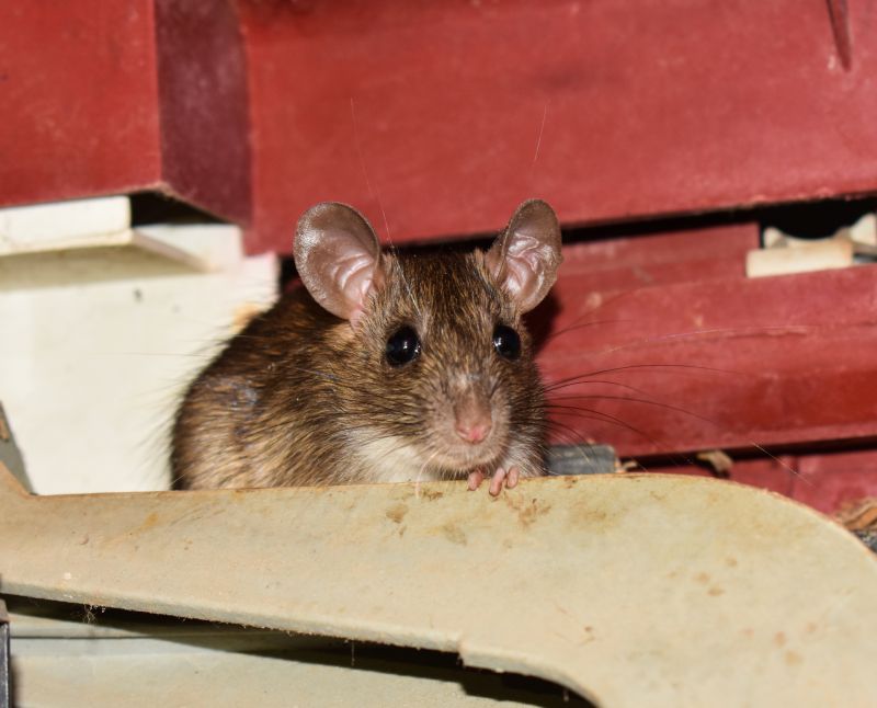 Rodent Extermination Service