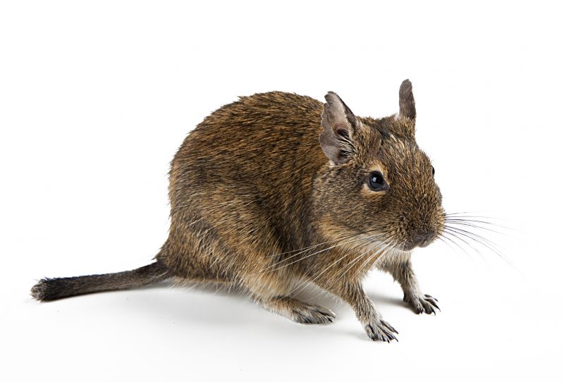 Rodent Extermination Service